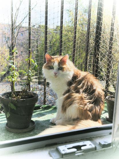 Posted media