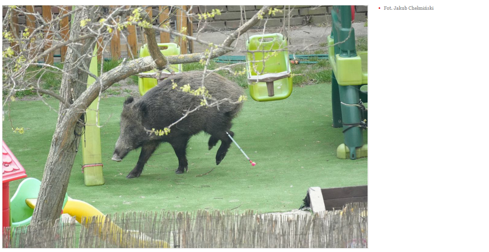 na zdjęciu dzik w Warszawie, screen za artykułem w GW