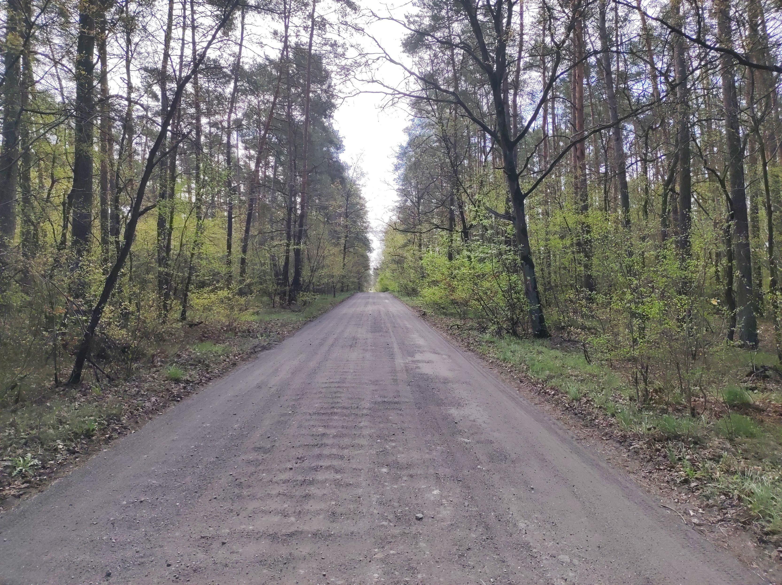 Ciemna szutrowa droga przez wiosenny las.