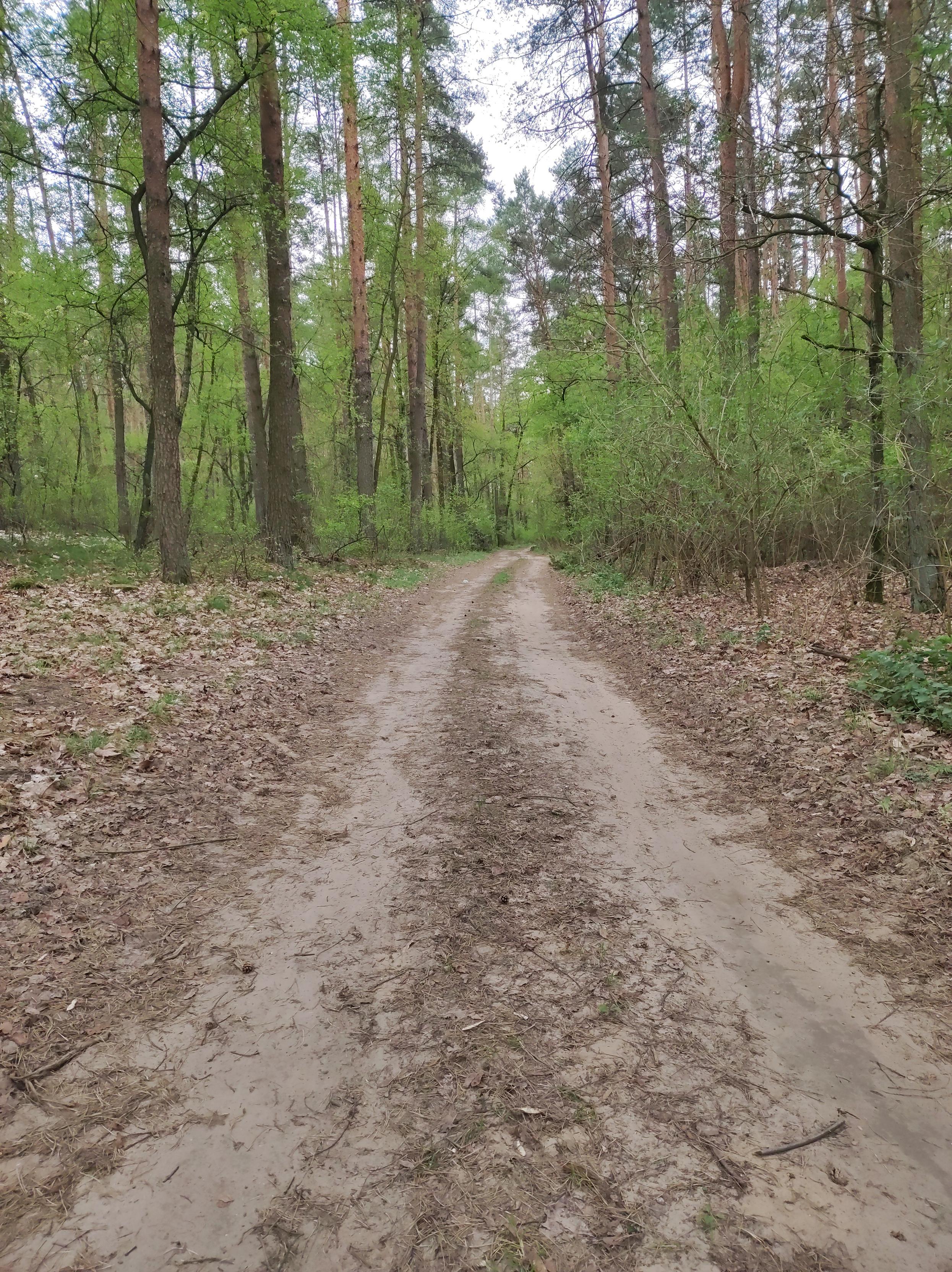 Wąska gruntowa droga przez zieleniący się wiosenny las.