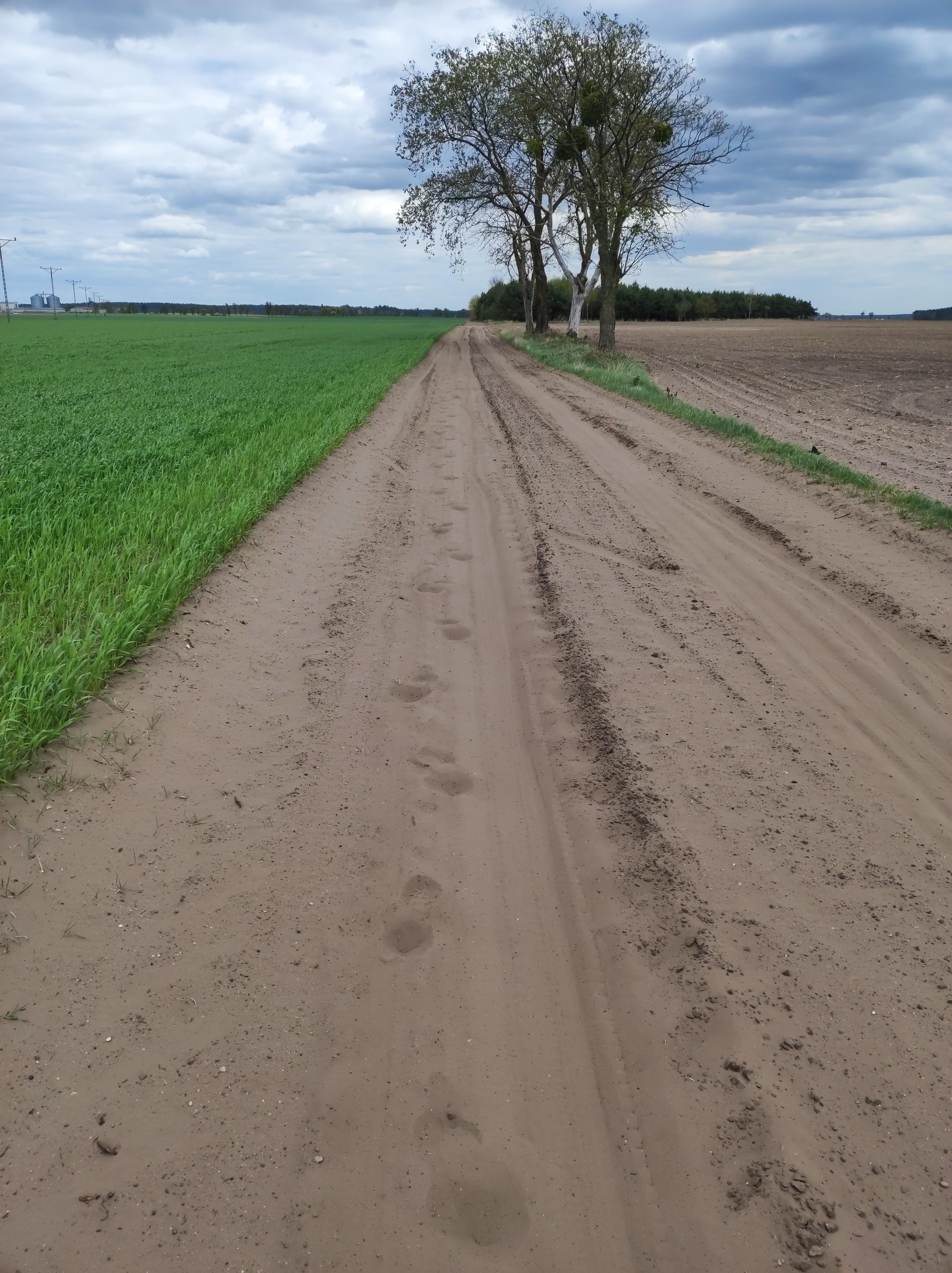 Bardzo piaszczysta polną droga. Pole po prawej jest puste, na tym po lewej zieleni się młode zboże. W piasku widać ślady opon roweru i stóp.