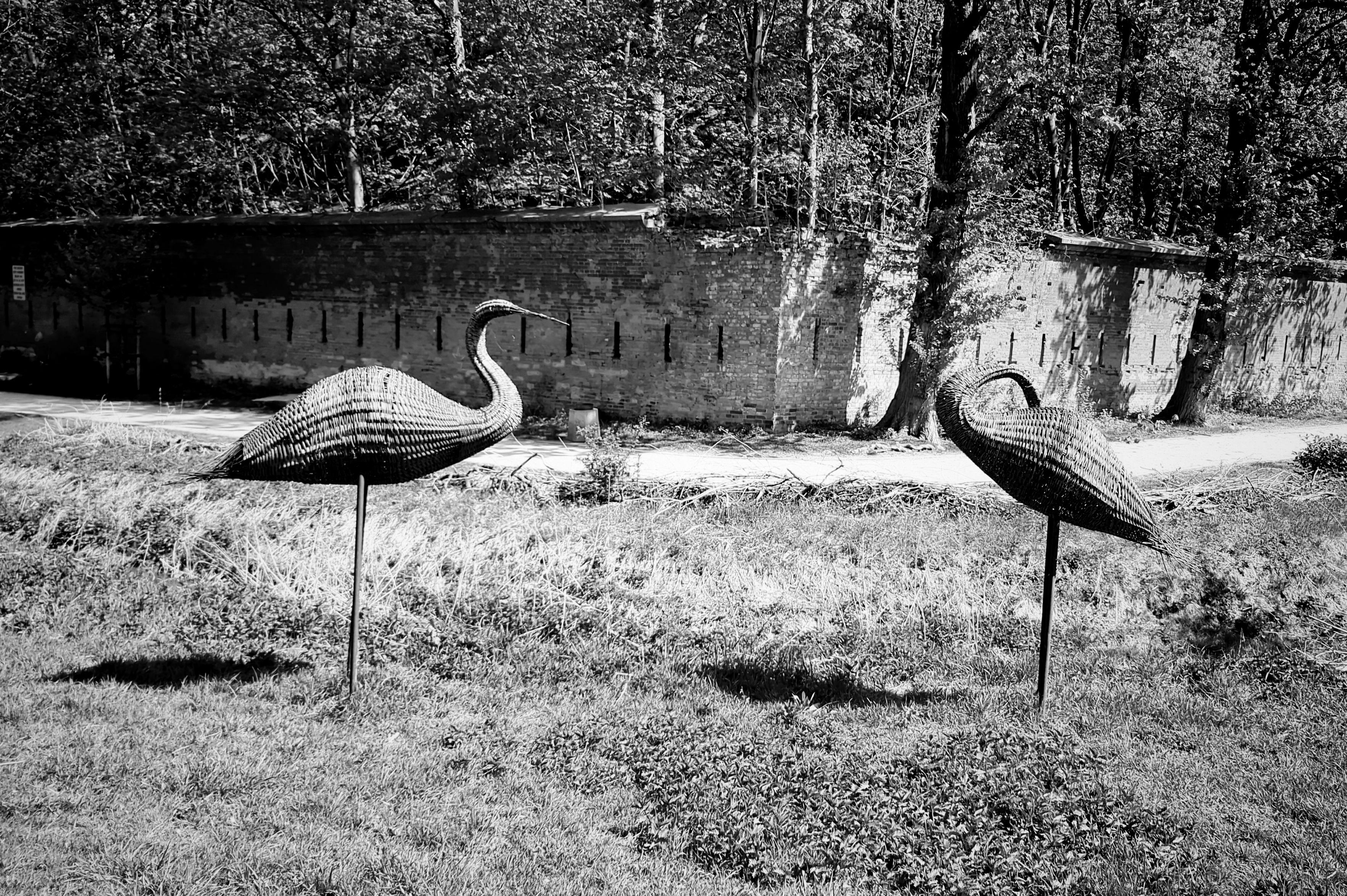 Wicker cranes in Warsaw’s Park near the Citadel. Black and white photo.