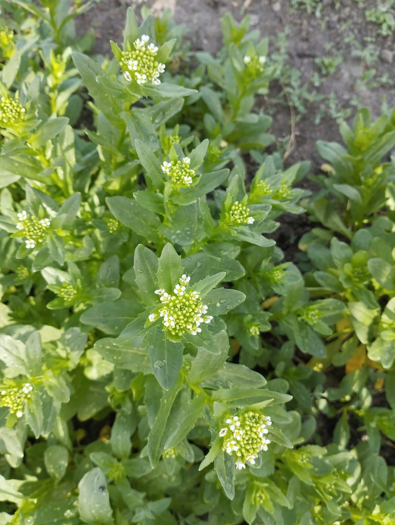 prawdopodobnie tobołki polne (Thlaspi arvense)
