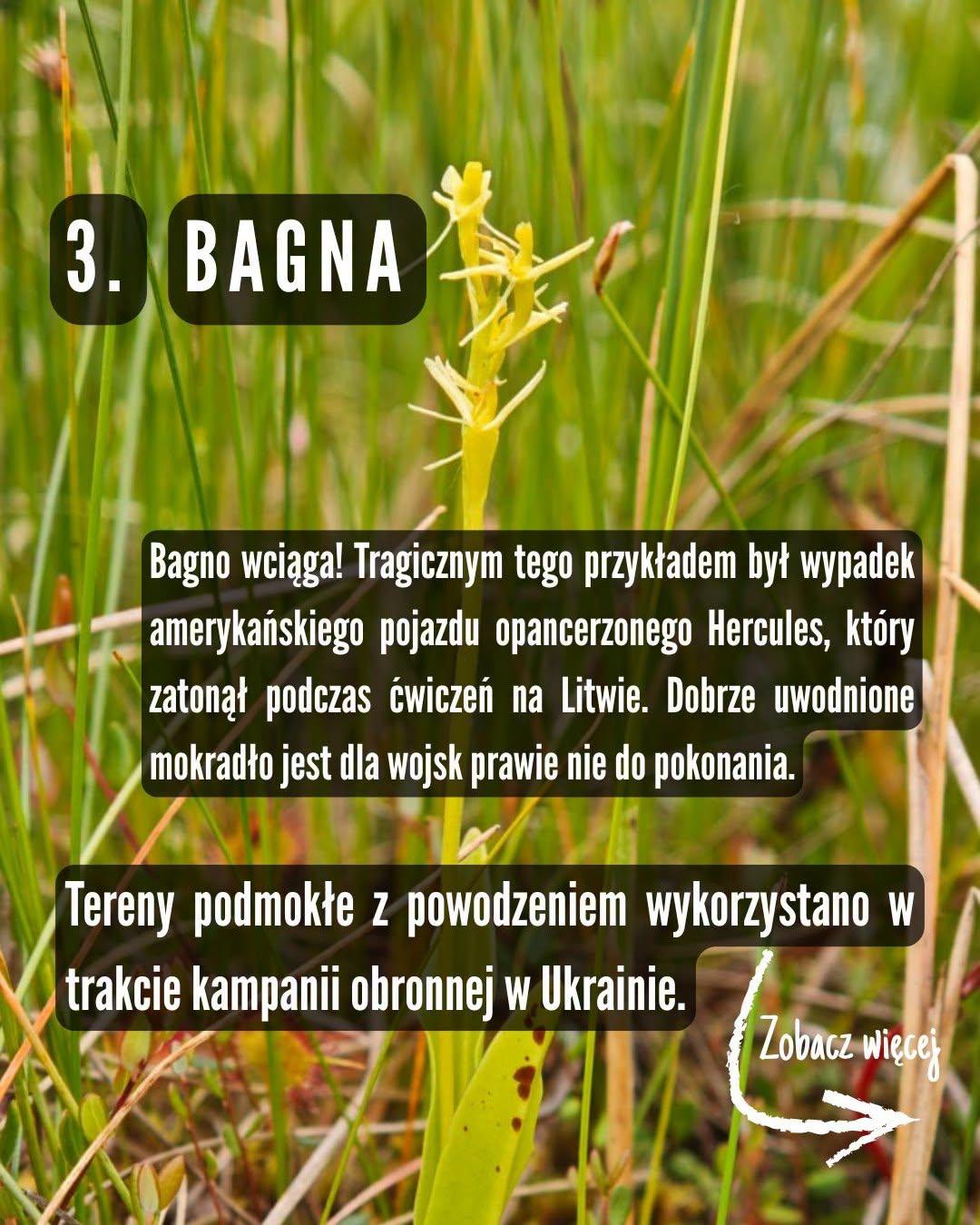 Zdjęcie kwitnącego bagiennego storczyka. Napis: "3. Bagna. Bagno wciąga! Tragicznym tego przykładem był wypadek amerykańskiego pojazdu Hercules, który zatonął podczas ćwiczeń na Litwie. Dobrze uwodnione mokadło jest dla wojsk prawie nie do pokonania. Tereny podmokłe z powodzeniem wykorzystano w trakcie kampanii obronnej w Ukrainie."