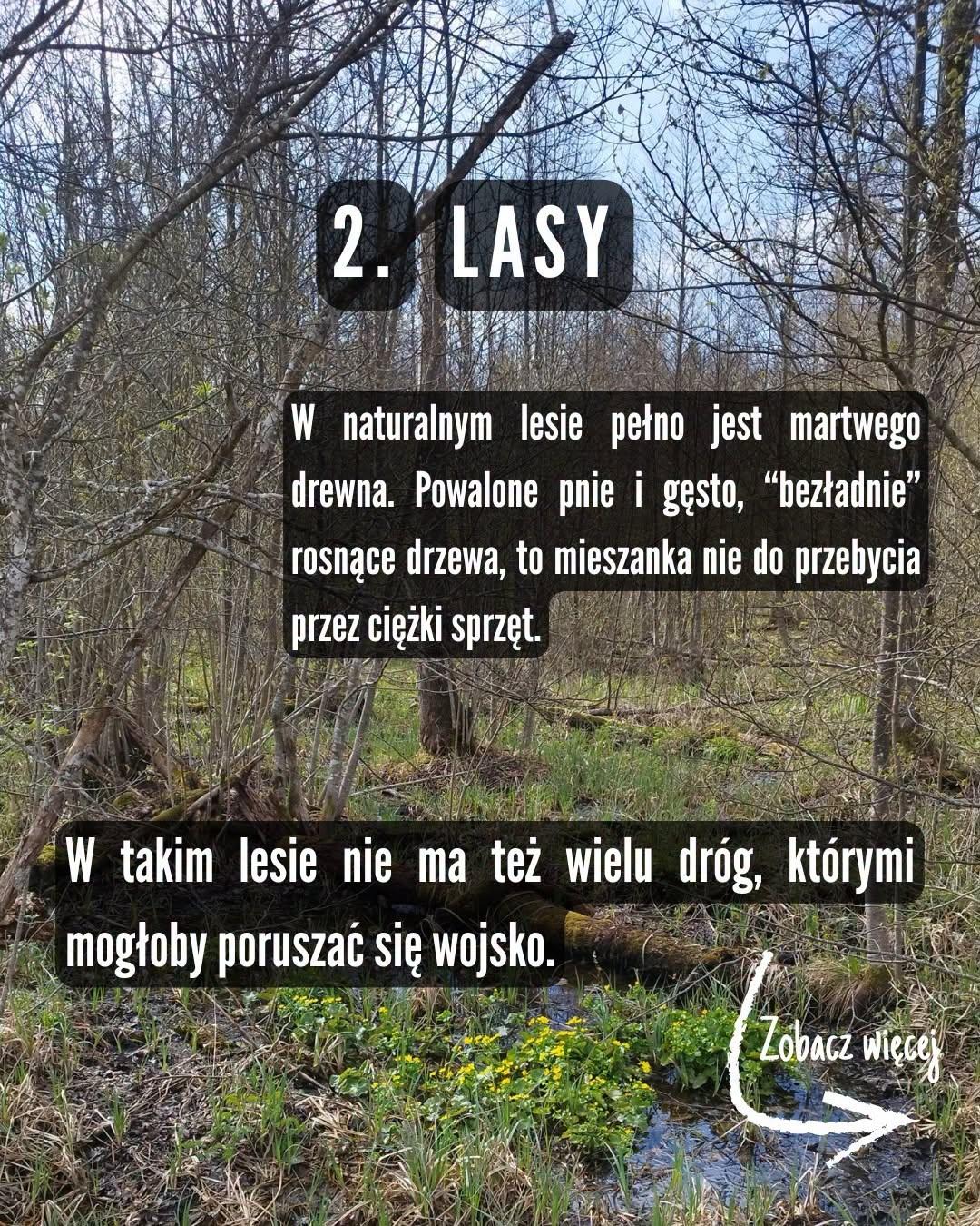 Zdjęcie podmokłego lasu olchowego z kwitnącymi kaczeńcami. Napis: "2. Lasy. W naturalnym lesie pełno jest martwego drewna. Powalone pnie i gęsto, 'bezładnie' rosnące drzewa to mieszanka nie do przebycia przez ciężki sprzęt. W takim lesie nie ma też wielu dróg, którymi mogłoby poruszać się wojsko."