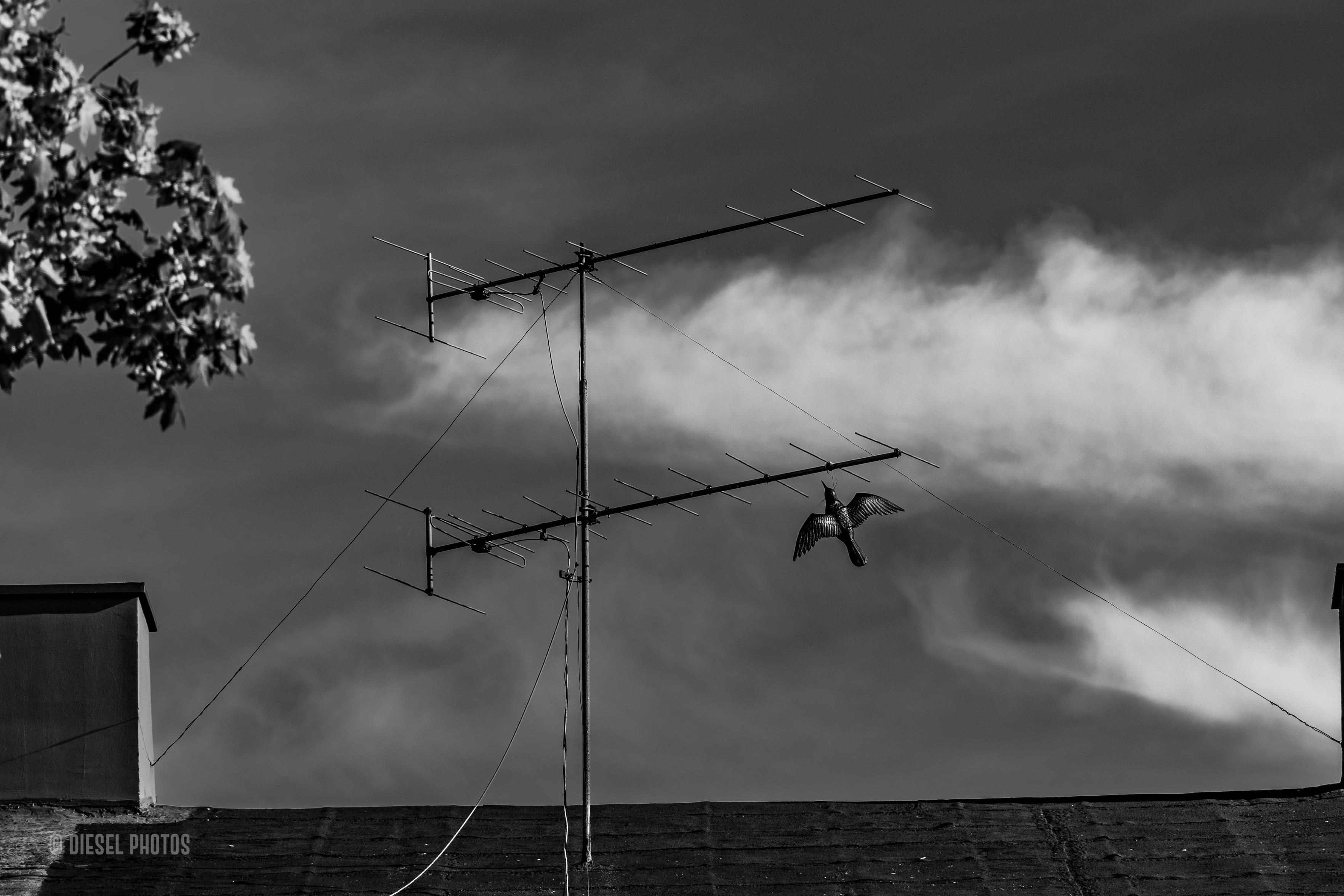 Czarno-biała fotografia przedstawia fragment dachu budynku z dwiema dużymi antenami telewizyjnymi zamontowanymi na wysokim, metalowym maszcie. Anteny rozciągają się poziomo i tworzą charakterystyczny układ cienkich prętów przypominających geometryczny rysunek.

Po prawej stronie, tuż pod jedną z anten, na cienkim drucie zawieszona jest sylwetka ptaka z szeroko rozpostartymi skrzydłami. Nie jest to prawdziwy ptak, lecz lekka, sztuczna atrapa przeznaczona do odstraszania innych ptaków. Została uchwycona w taki sposób, że sprawia wrażenie, jakby unosiła się w locie.

Tło wypełnia dramatyczne niebo z ciemnymi chmurami i szerokim, jasnym pasem chmur przebiegającym za atrapą ptaka. Dzięki temu sylwetka wyraźnie odcina się od tła.

Na dole kadru widać ciemną linię dachu oraz dwa prostokątne kominy znajdujące się po lewej i prawej stronie. W lewym górnym rogu do zdjęcia wchodzą rozmyte liście drzewa.

Całość jest bardzo minimalistyczna. Dominuje kontrast pomiędzy prostymi liniami konstrukcji anten, spokojnym horyzontem dachu i dynamiczną sylwetką sztucznego ptaka, która na pierwszy rzut oka wygląda jak prawdziwy ptak zatrzymany w locie.