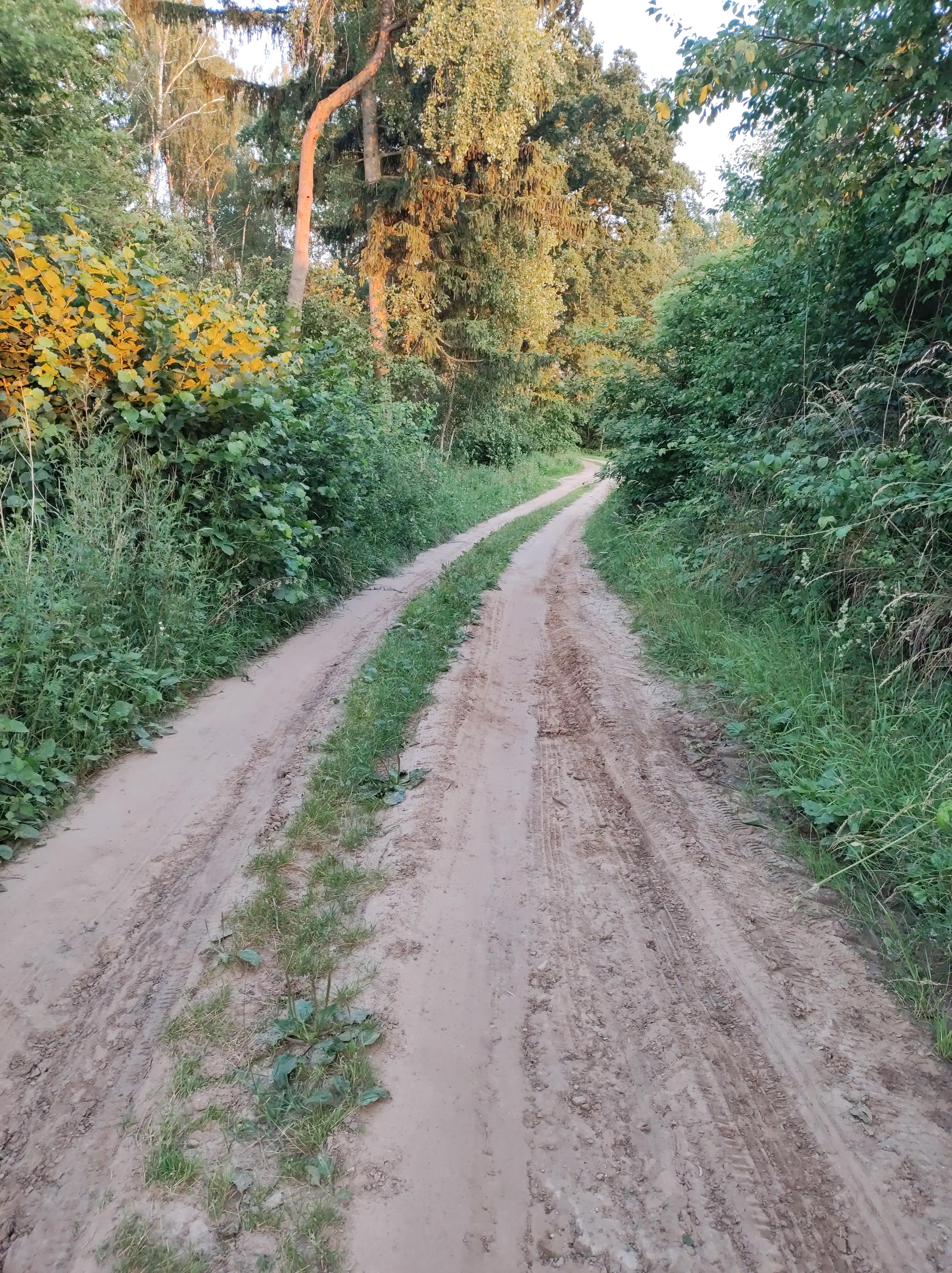 Gruntowa droga przez las. Po jej bokach są gęste krzewy, kawałek dalej widać drzewa. Na drodze są koleiny w zaschniętym błocie.
