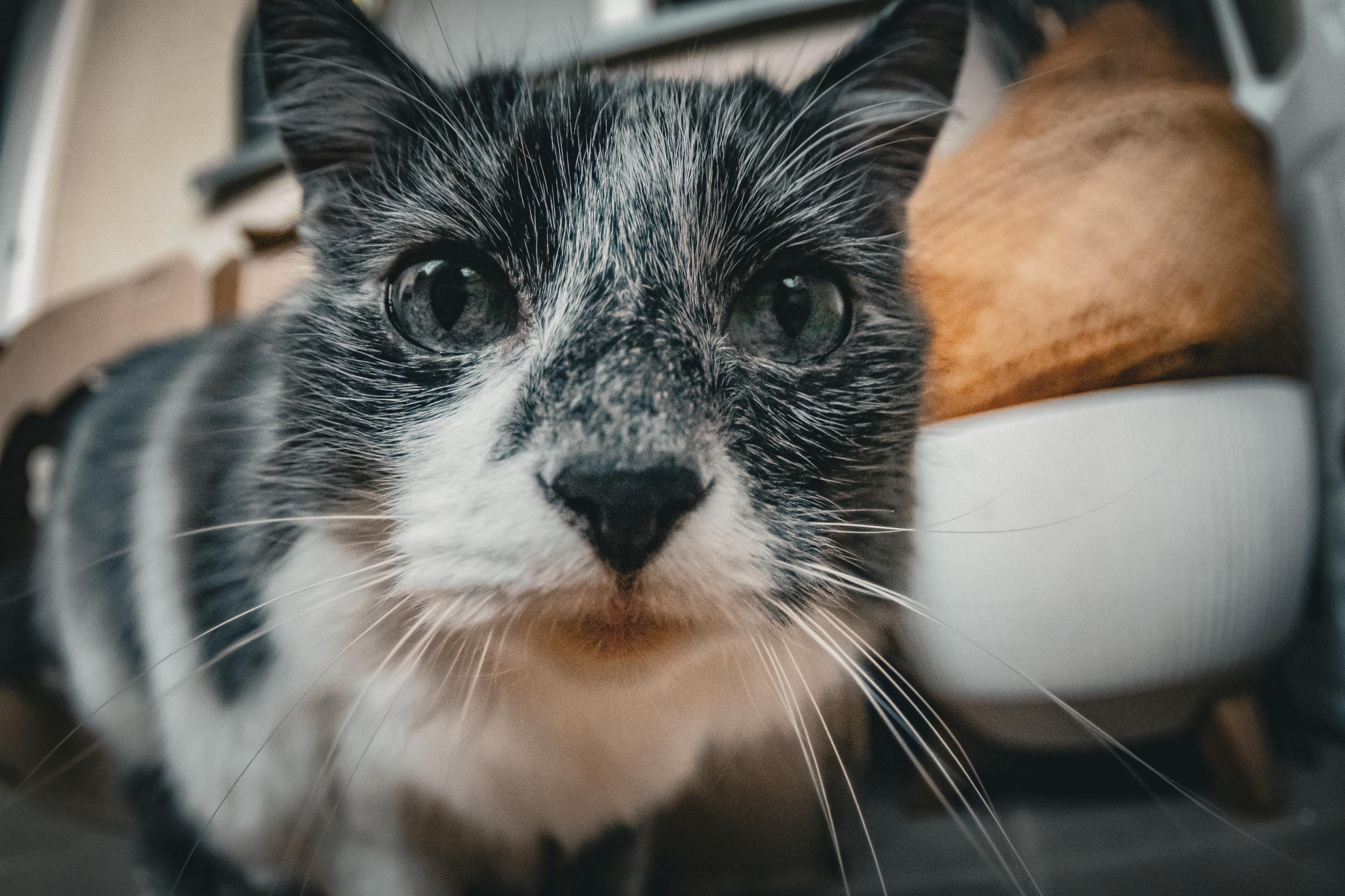 kot sfotografowany obiektywem typu rybie oko.