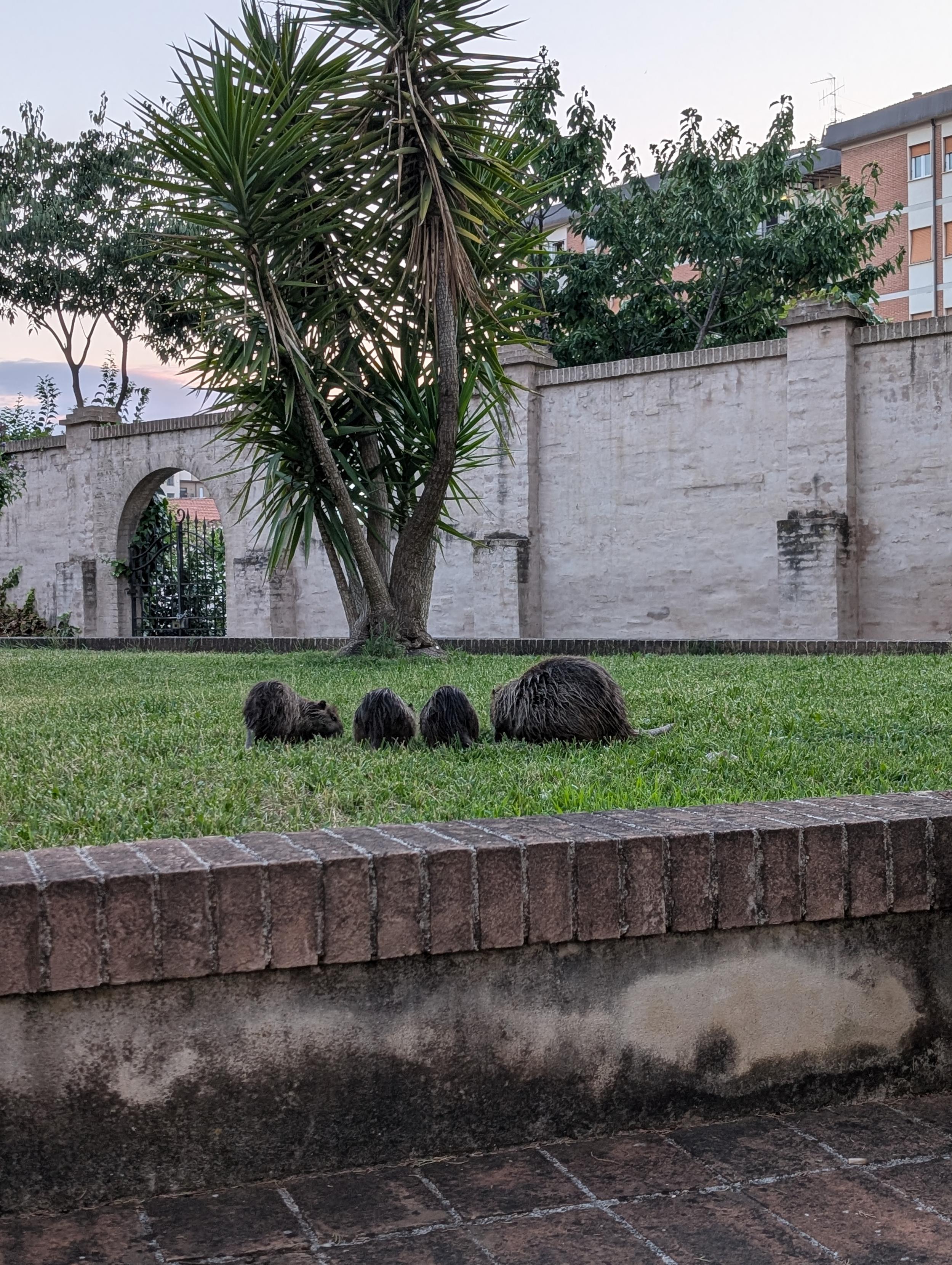 Cztery małe nutrie i jedna duża pod palmą, wszystkie odwrócone tyłkami do fotografa, na trawie, w tle mur z piaskowca i brama