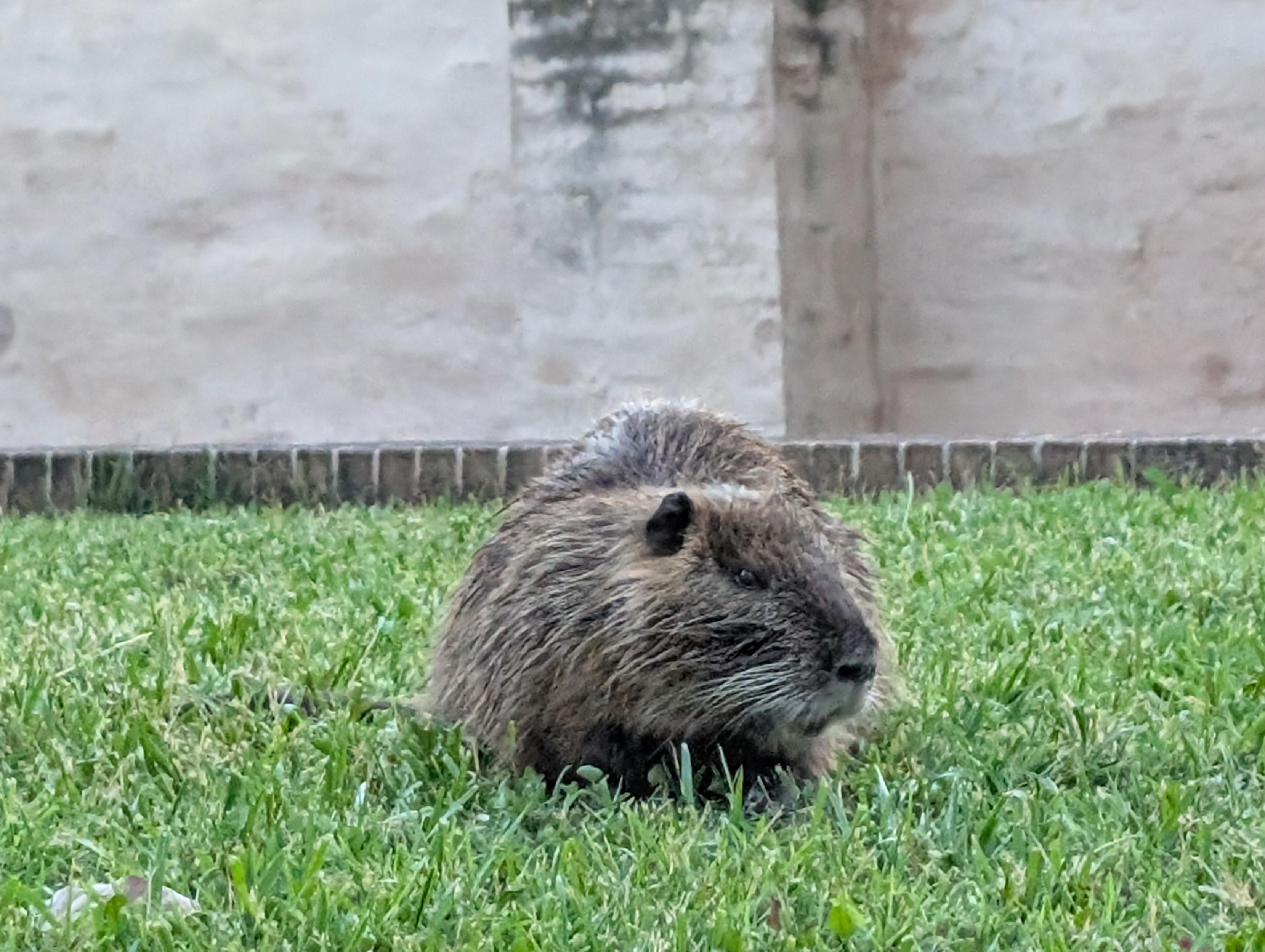 Nutria na trawie, w tle jasny mur
