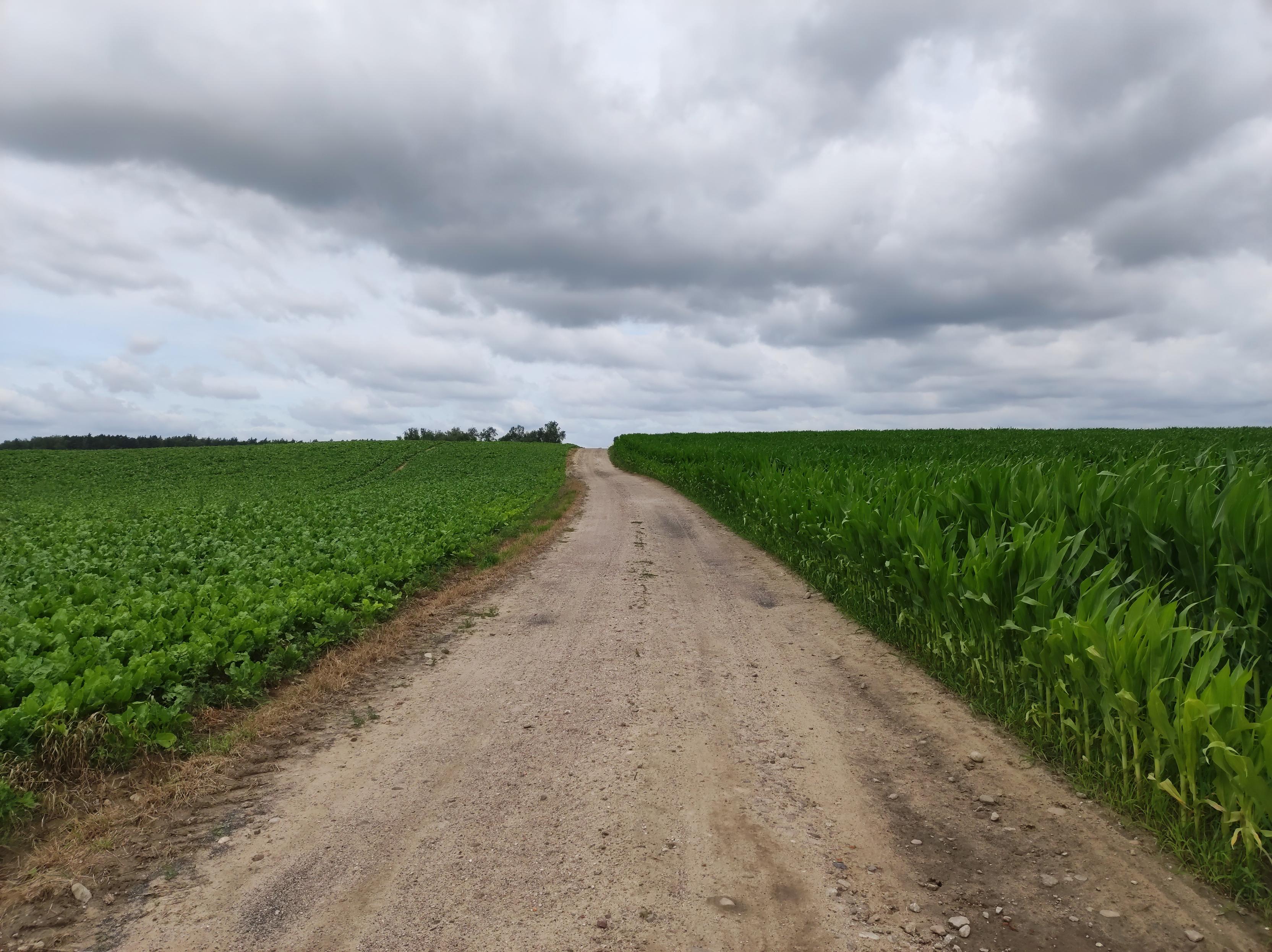 Polna drogą pod górkę. Po lewej rosną buraki cukrowe, po prawej kukurydza.