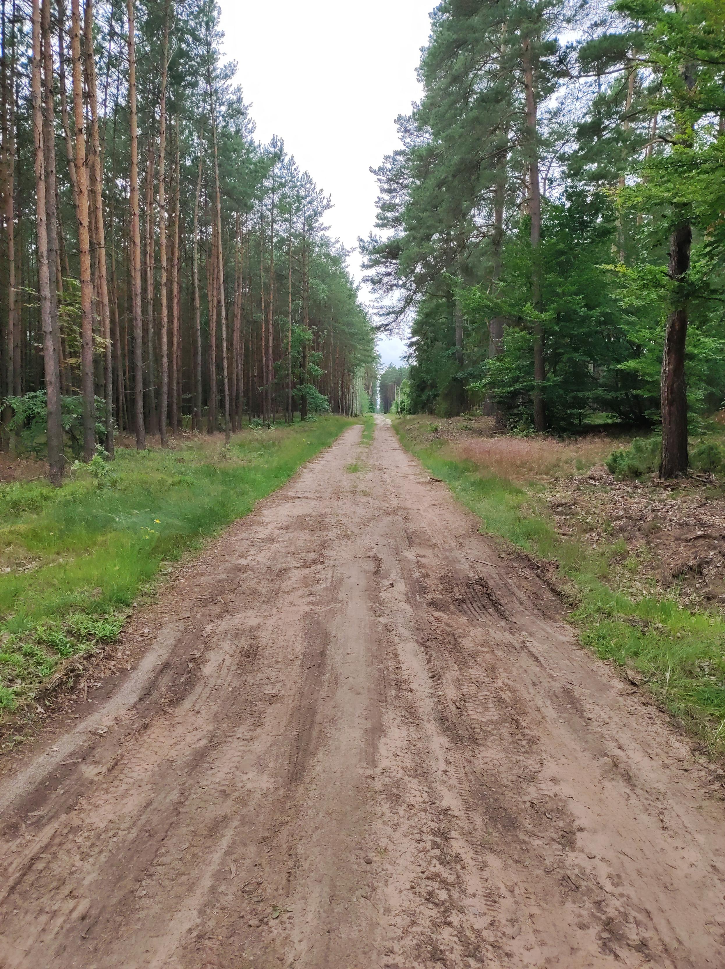 Szeroka gruntowa droga przez sosnowy las.