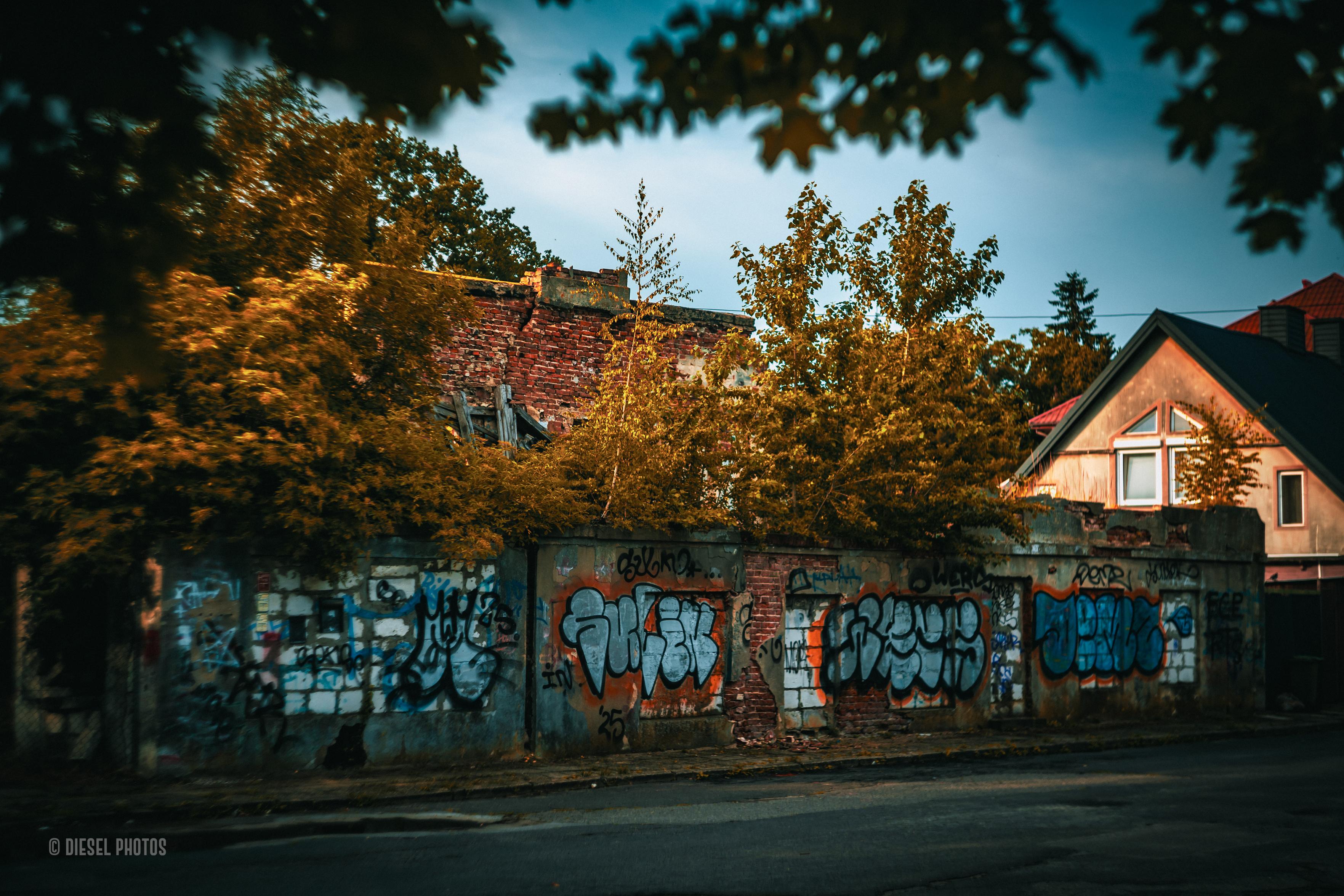 Za niskim, zniszczonym murem pokrytym kolorowym graffiti kryją się pozostałości opuszczonego budynku. Z dawnej ceglanej konstrukcji zachowała się jedynie część ścian, które niemal całkowicie zarosły drzewa i krzewy. Po prawej stronie zza zieleni wyłania się zadbany dom z dwuspadowym dachem, tworząc wyraźny kontrast między miejscem opuszczonym a zamieszkanym. Na pierwszym planie biegnie pusta ulica z mokrym asfaltem, a całość otaczają gałęzie drzew tworzące naturalną ramę w górnej części kadru. Ciepła, złotawa kolorystyka światła zestawiona z chłodnym, ciemniejącym niebem nadaje scenie melancholijny, nieco filmowy charakter.