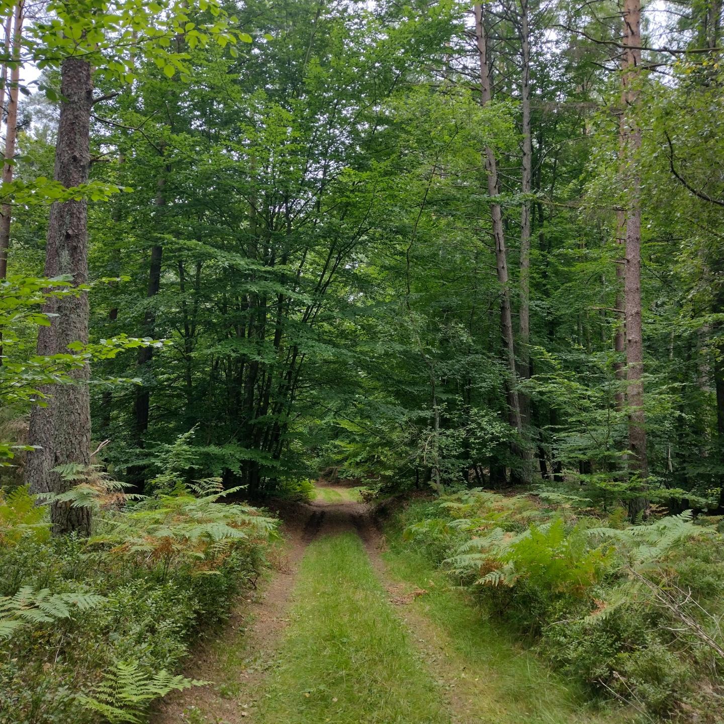 ścieżka w lesie