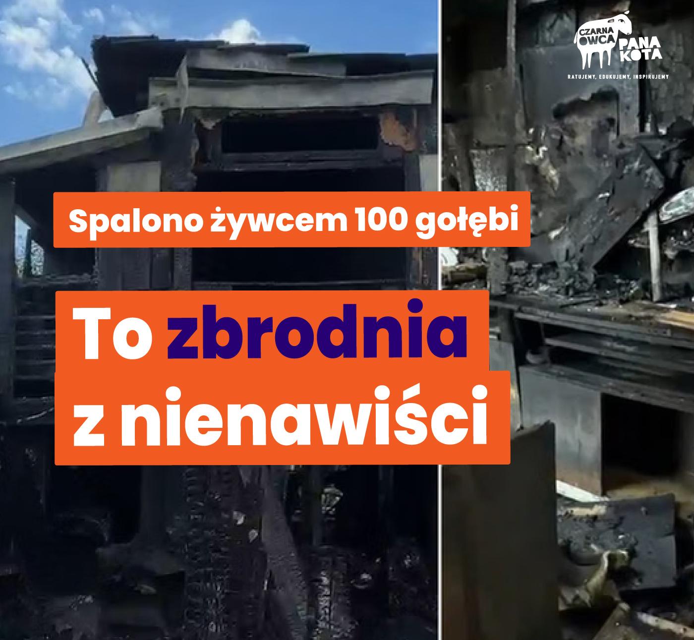 Na zdjęciu resztki spalonego gołębnika i napis Spalono żywcem 100 gołębi To zbrodnia z nienawiści