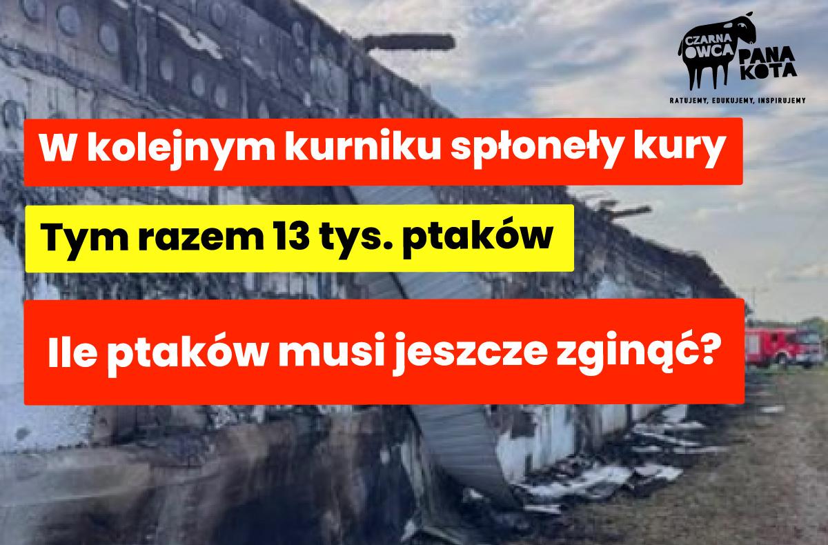 Na zdjęciu spalony budynek i napis W kolejnym kurniku spłonęły kury. Tym razem 13 tys. ptaków. Ile ptaków musi jeszcze zginąć?