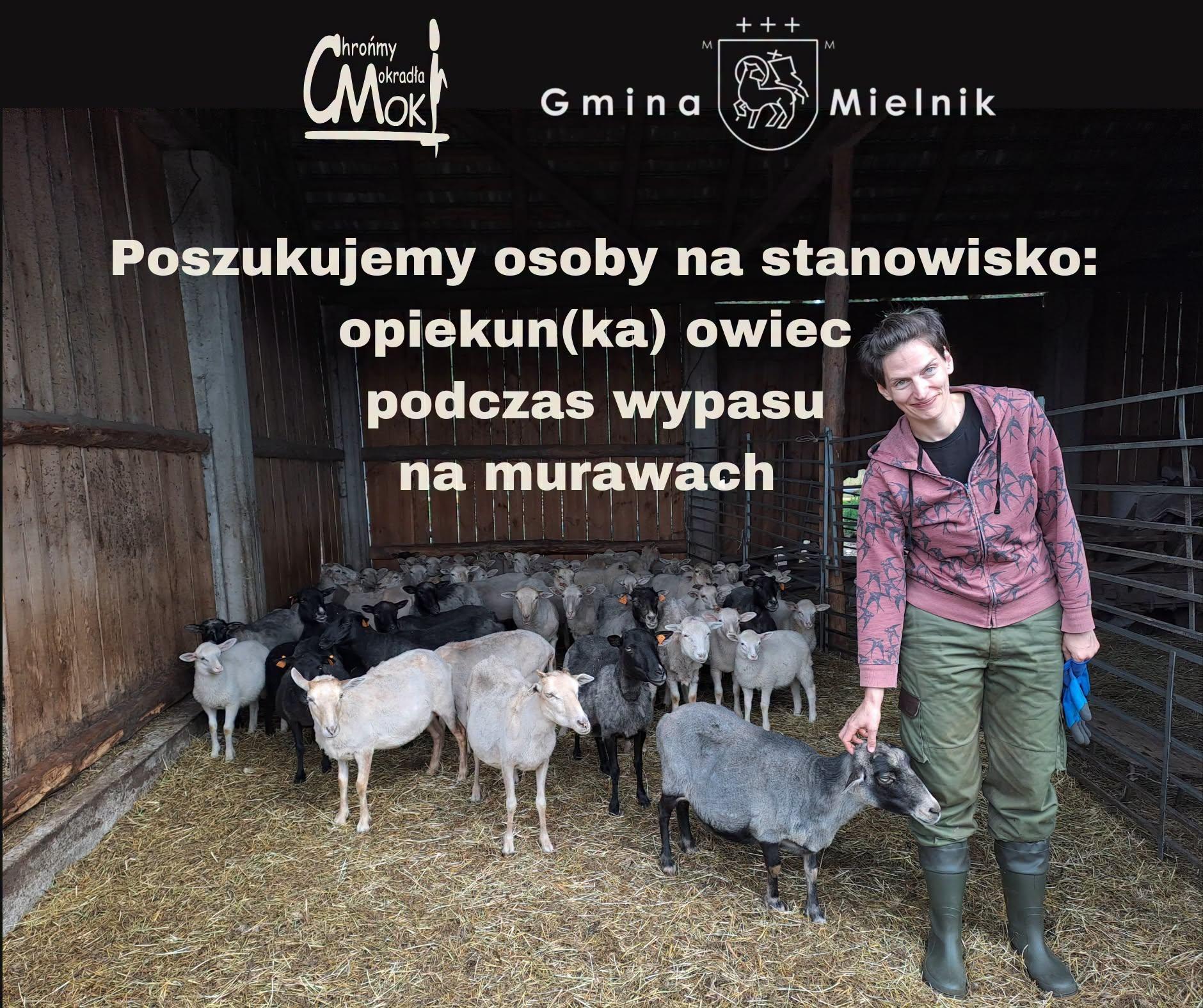 Zdjęcie przedstawia Magdę Galus z Centrum Ochrony Mokradeł ze stadem mielnickich owiec. Napis: "Poszukujemy osoby na stanowisko opiekun(ka) owiec podczas wypasu na murawach".